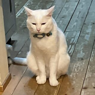 【カフェ臨時休業のおしらせ】 いつも川島旅館をご利用いただきありがとうございます。 豊富町、久しぶりのものすごい雪です。急なおしらせで申し訳ございませんが、明日1/25（木）のカフェ営業はお休みさせていただきます。みなさま不要不急の外出はお控えになり、安全な暖かい場所でお過ごしください😌